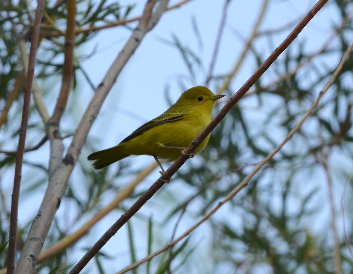 Northern Yellow Warbler - ML640577246