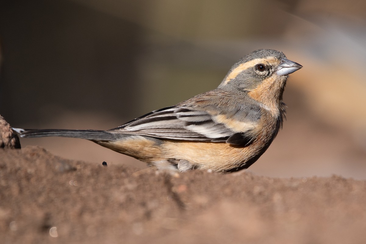 Cinnamon Warbling Finch - ML640577292