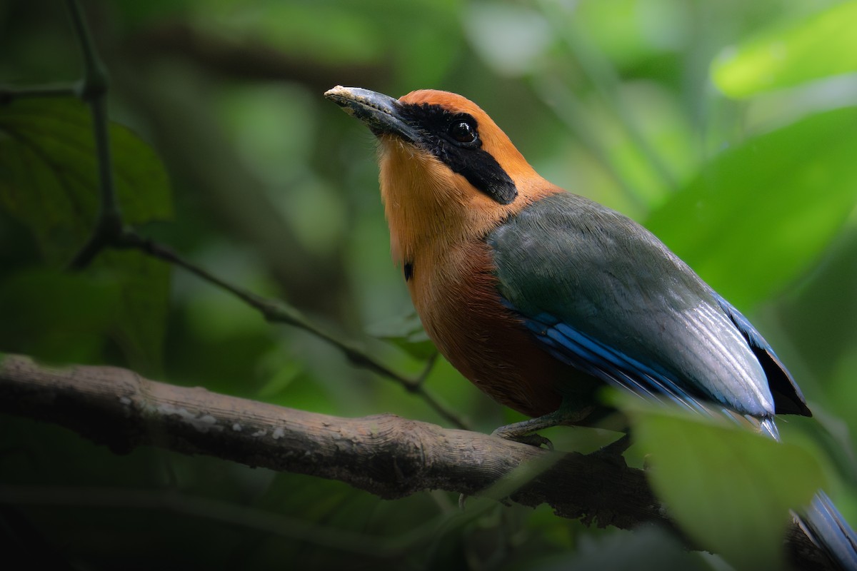 Rufous Motmot - ML640577305