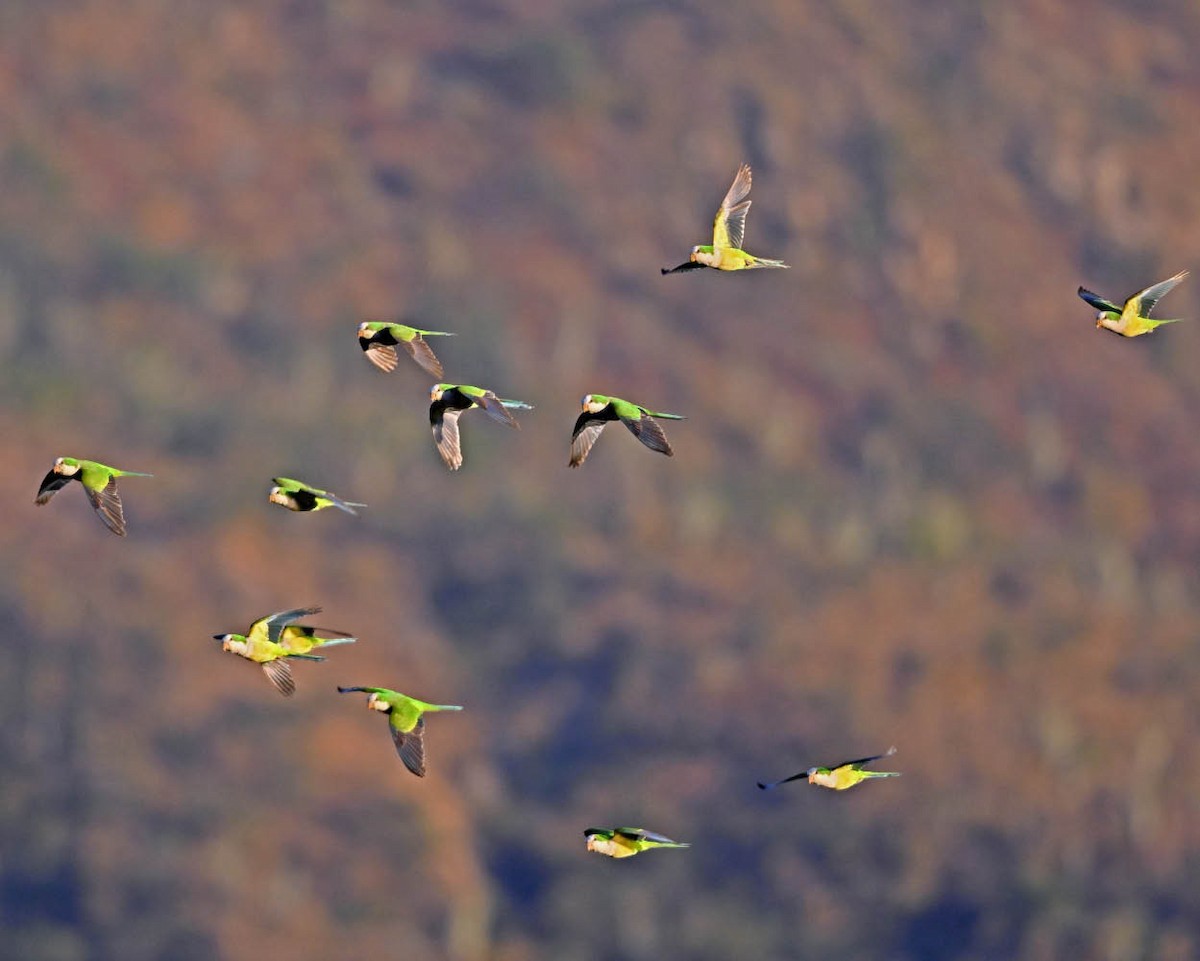 Monk Parakeet (Cliff) - ML640577348