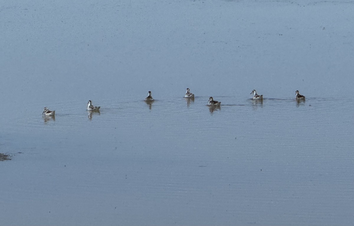 Red-necked Phalarope - ML640577349