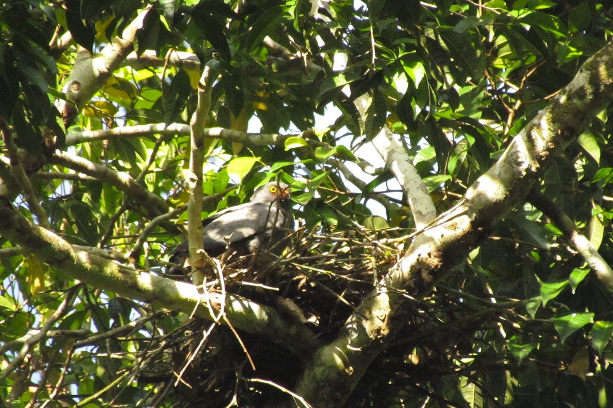 Slate-colored Hawk - ML640577415
