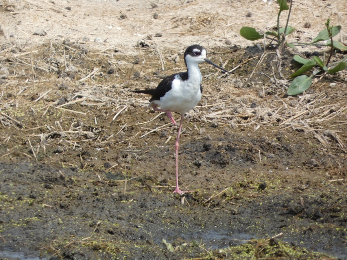 Black-necked Stilt - ML640577484