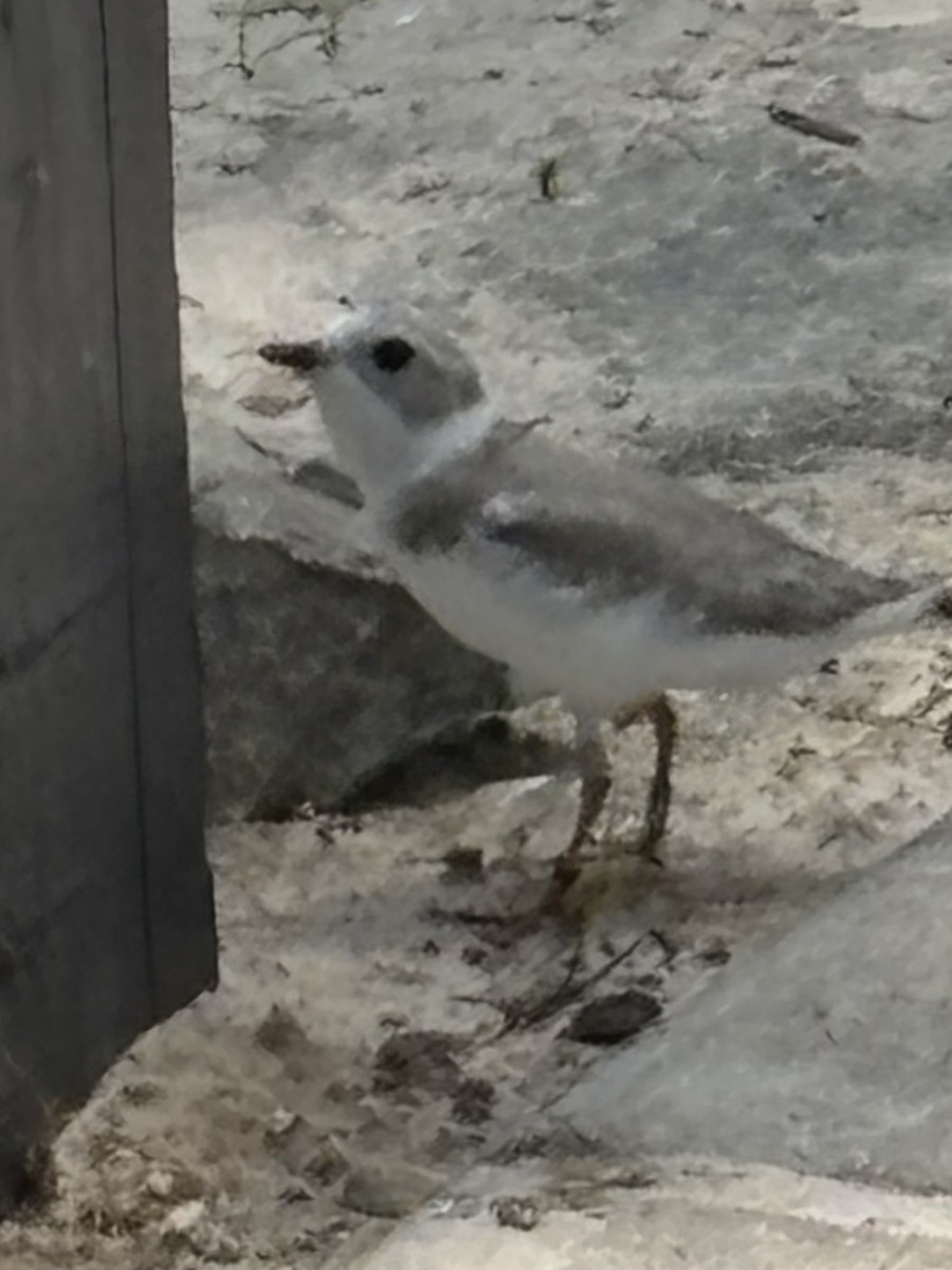 Piping Plover - ML640577506