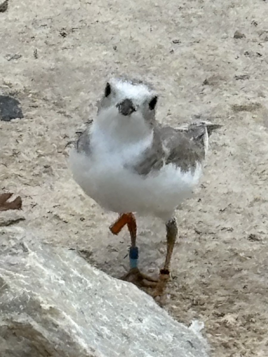 Piping Plover - ML640577507