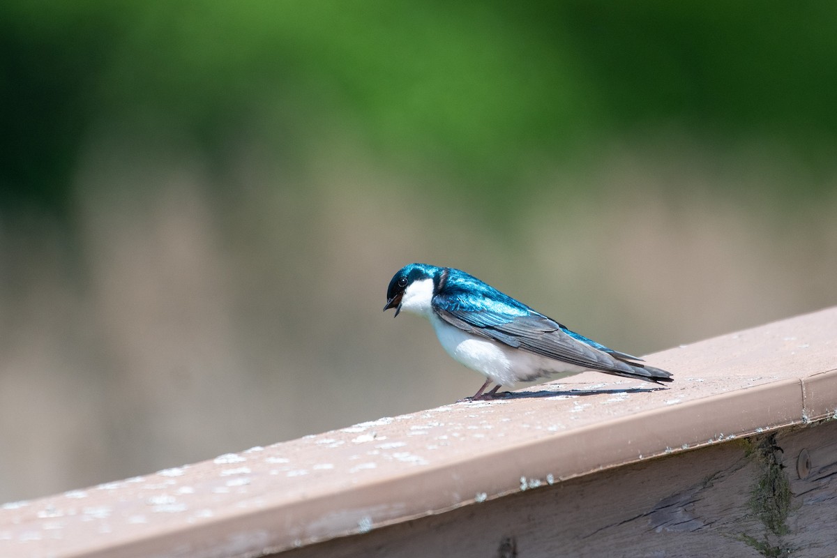 Tree Swallow - ML640577797