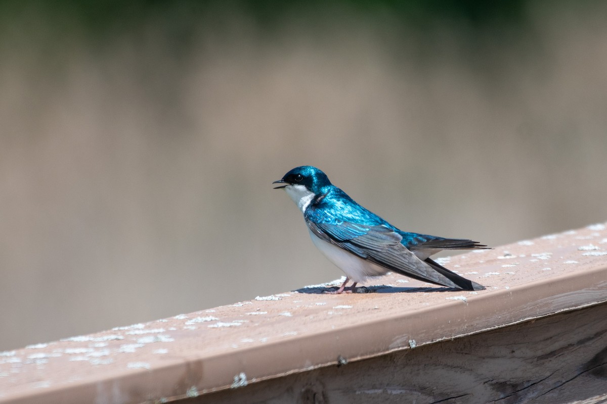 Tree Swallow - ML640577798