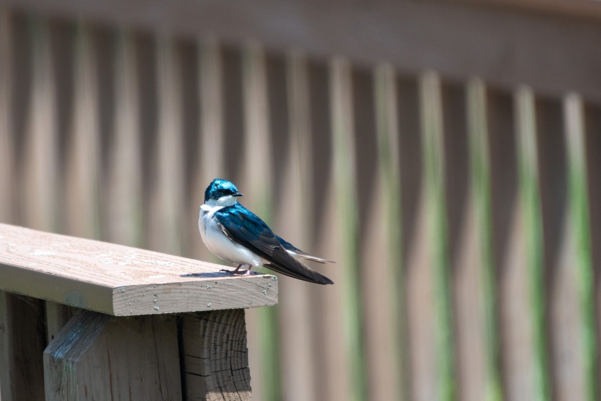 Tree Swallow - ML640577799