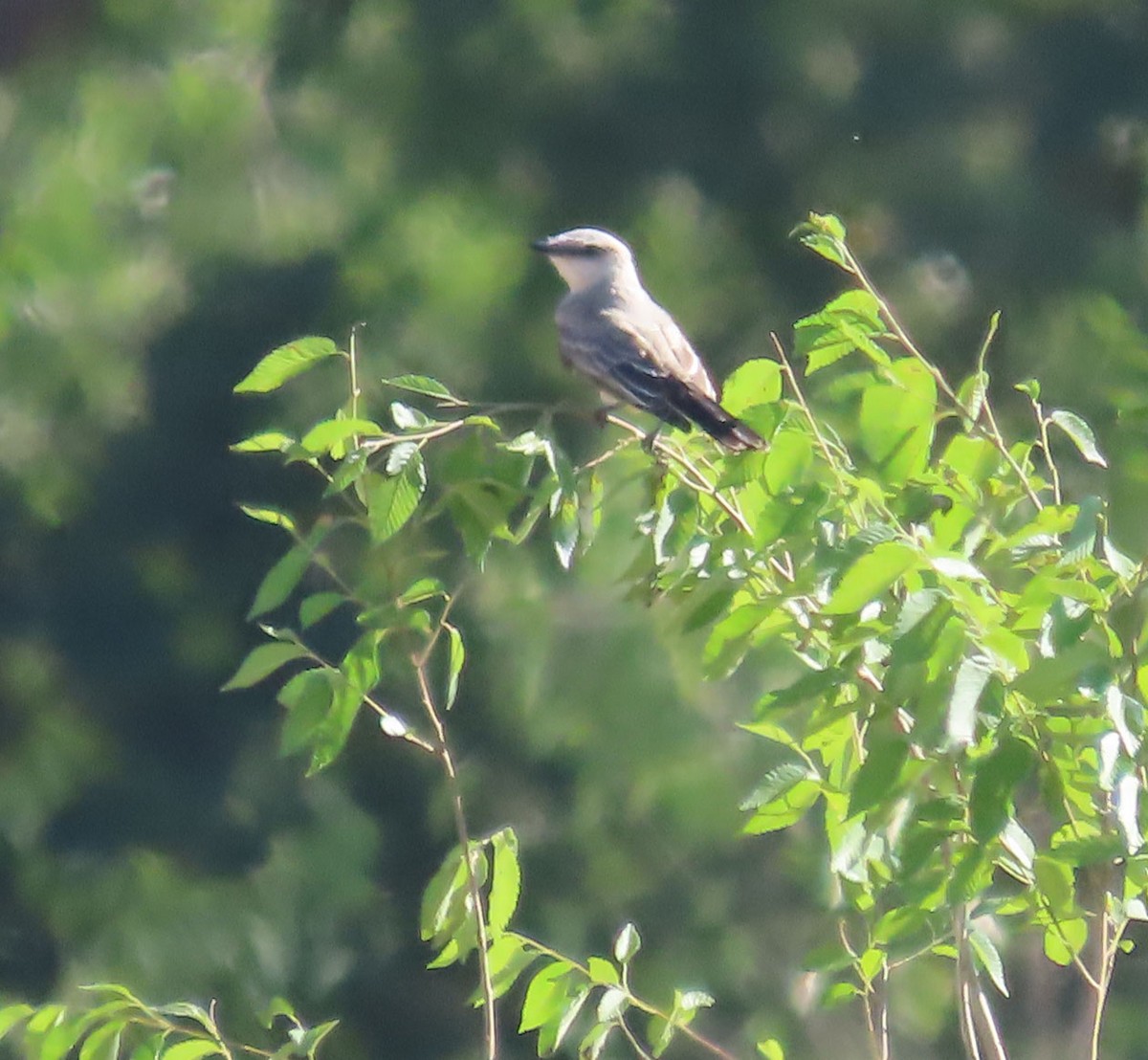 Western Kingbird - ML640577928