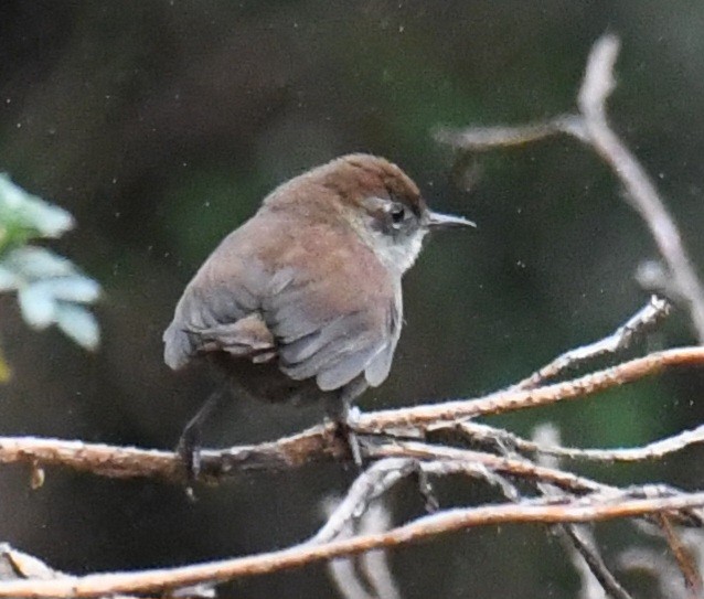 White-chinned Thistletail - ML640577942