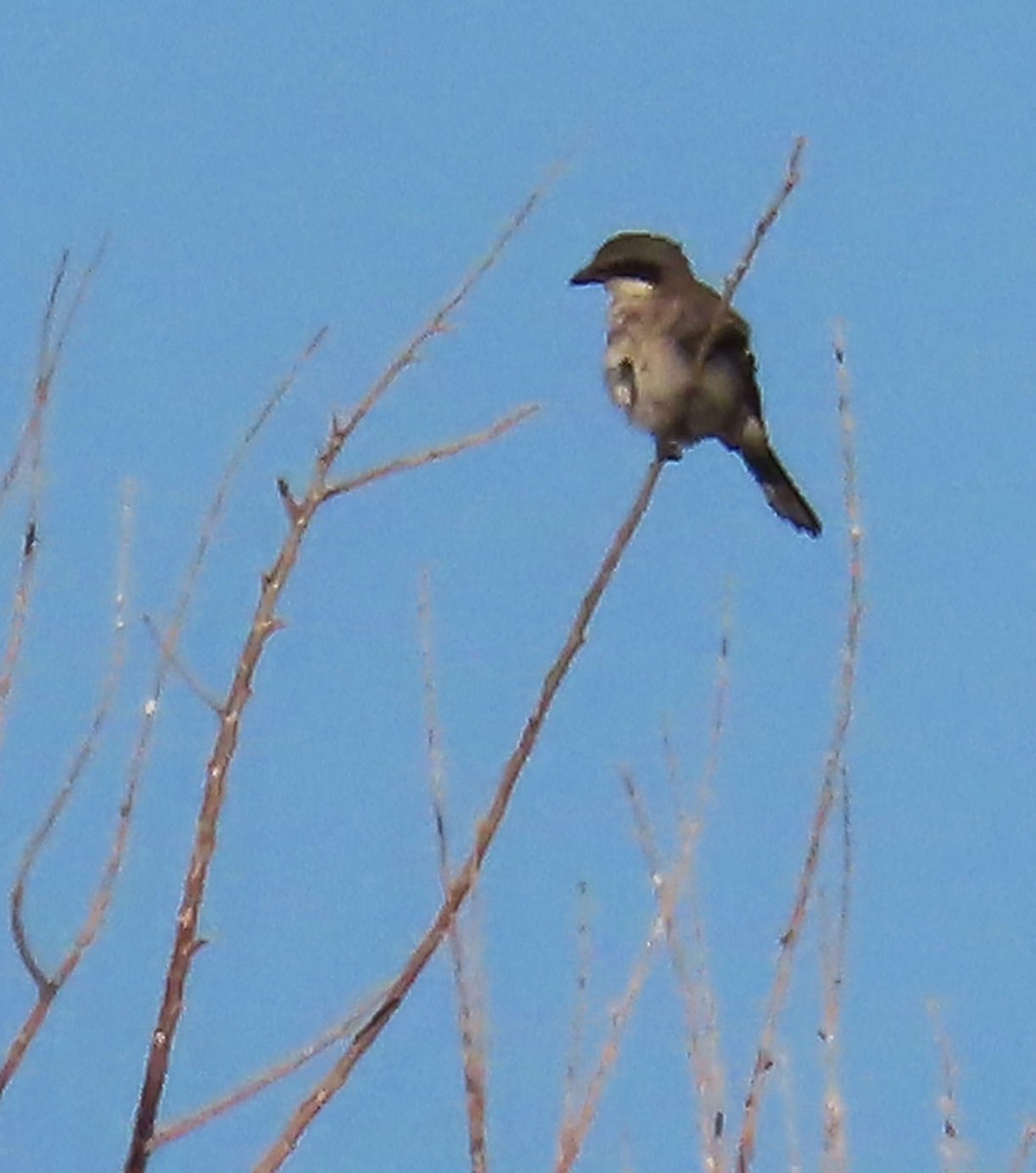 Loggerhead Shrike - ML640577944