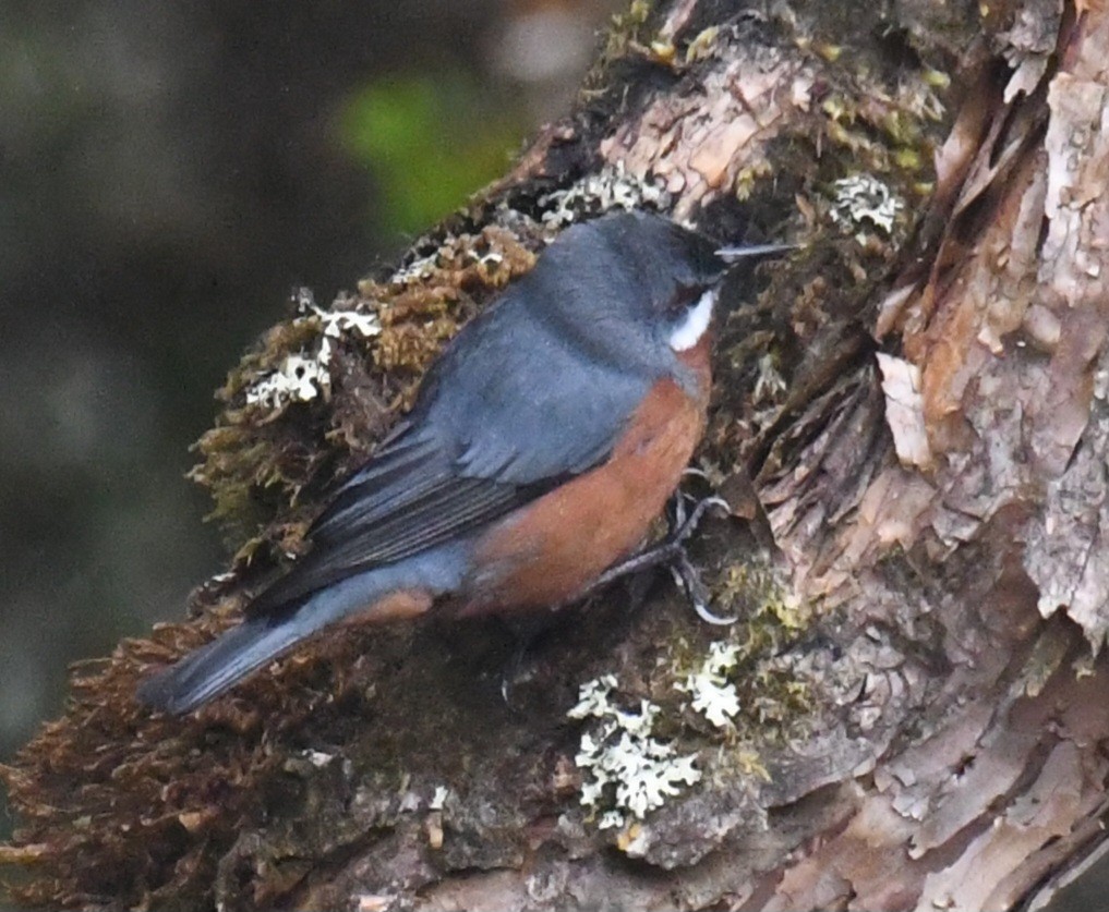 Giant Conebill - ML640577952