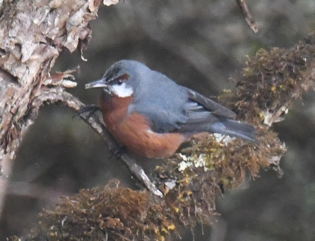 Giant Conebill - ML640577953