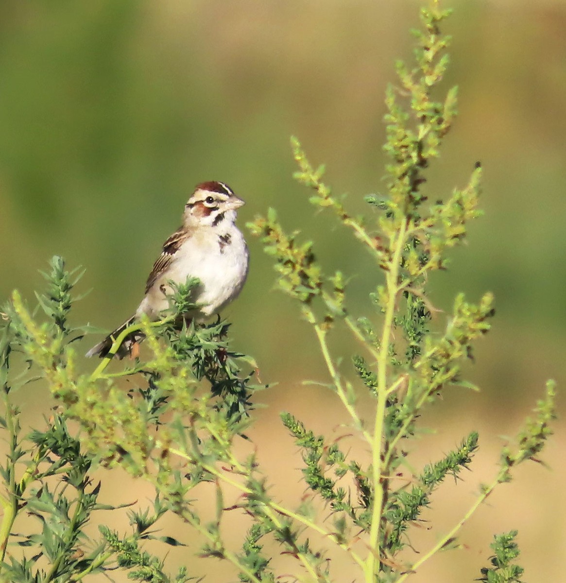 Lark Sparrow - ML640577957