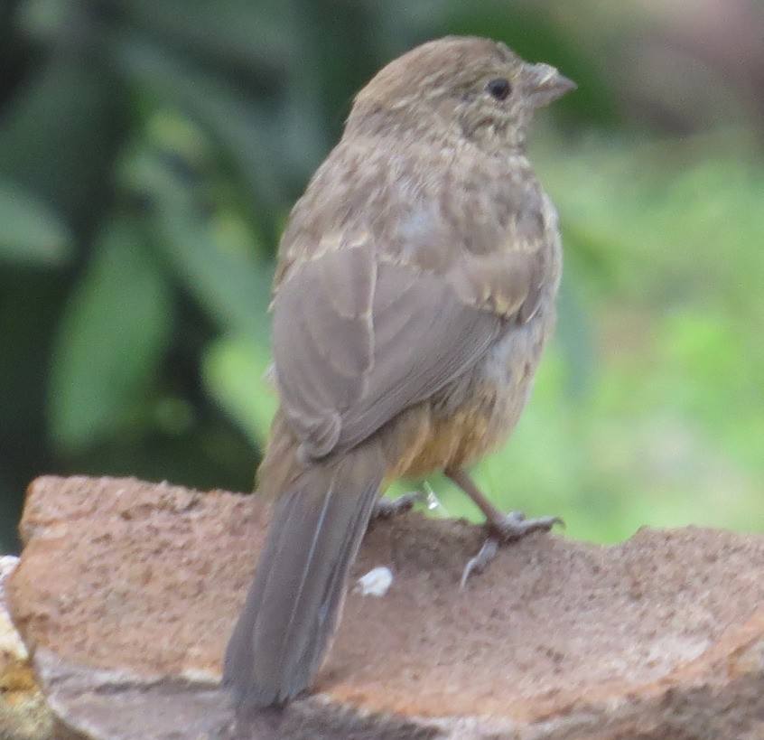 Canyon Towhee - ML640577975