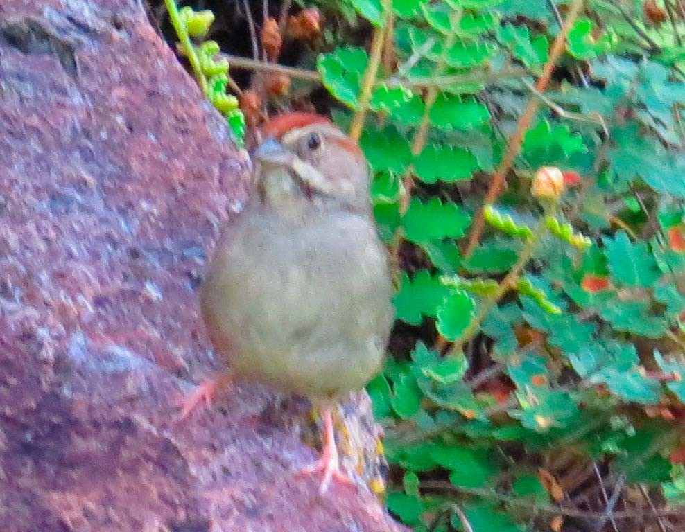 Rufous-crowned Sparrow - ML640577978