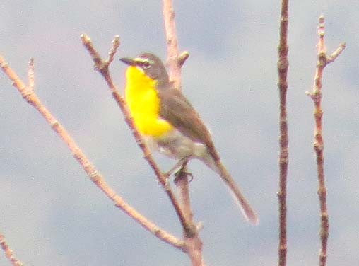 Yellow-breasted Chat - ML640577982