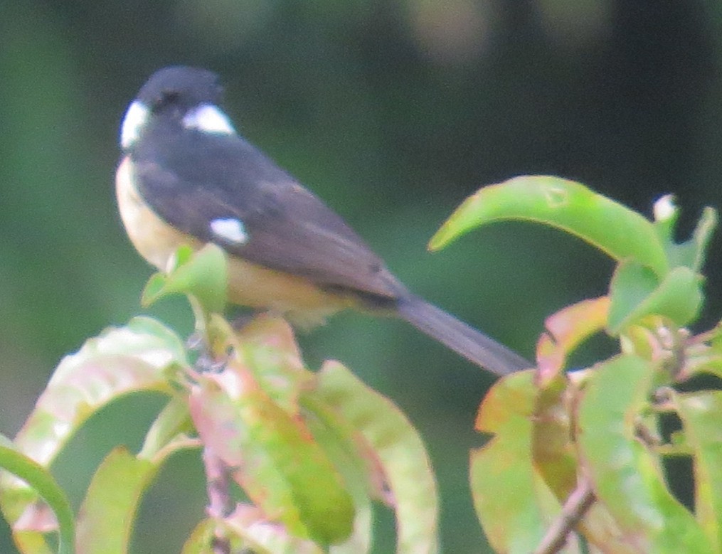 Cinnamon-rumped Seedeater - ML640577992
