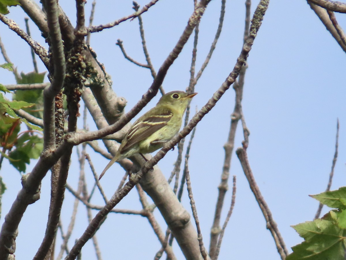 Moucherolle à ventre jaune - ML640578078