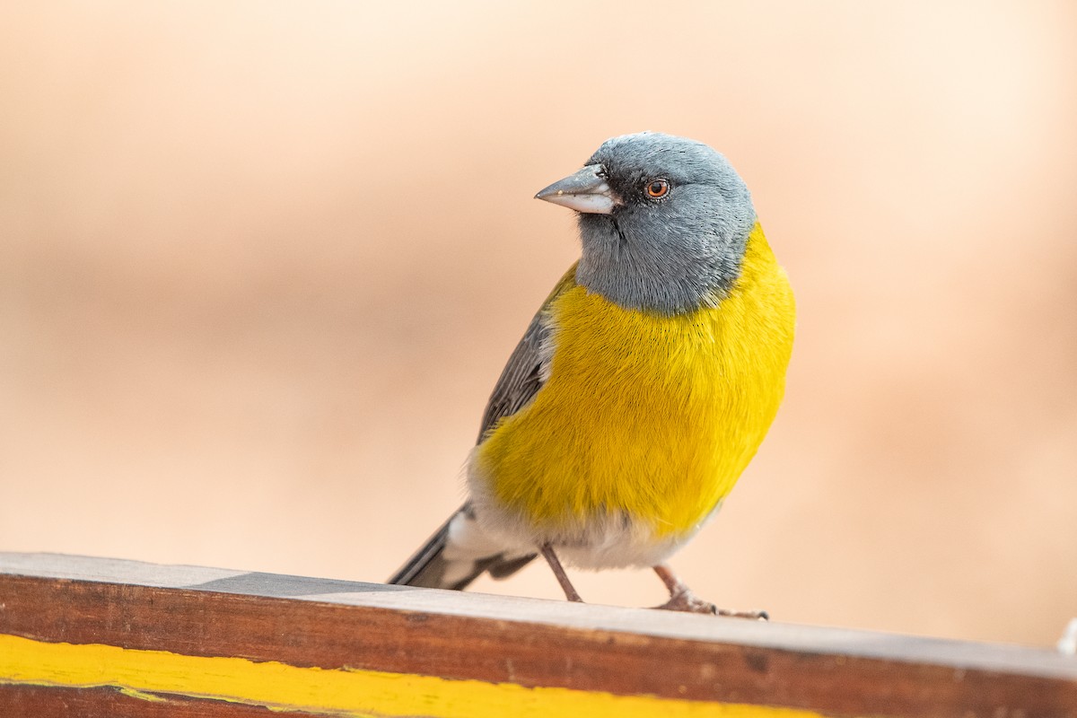 Gray-hooded Sierra Finch - ML640578111