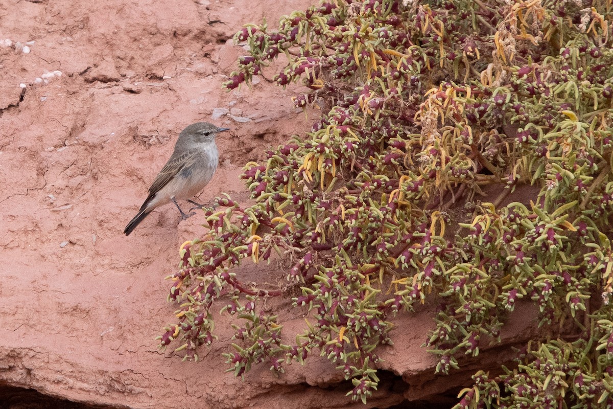 Spot-billed Ground-Tyrant - ML640578112