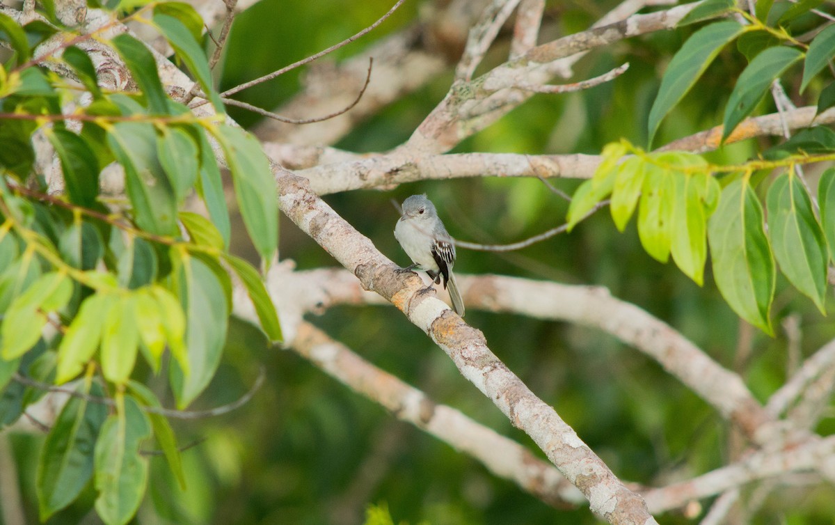 Amazonian Elaenia - ML640578160