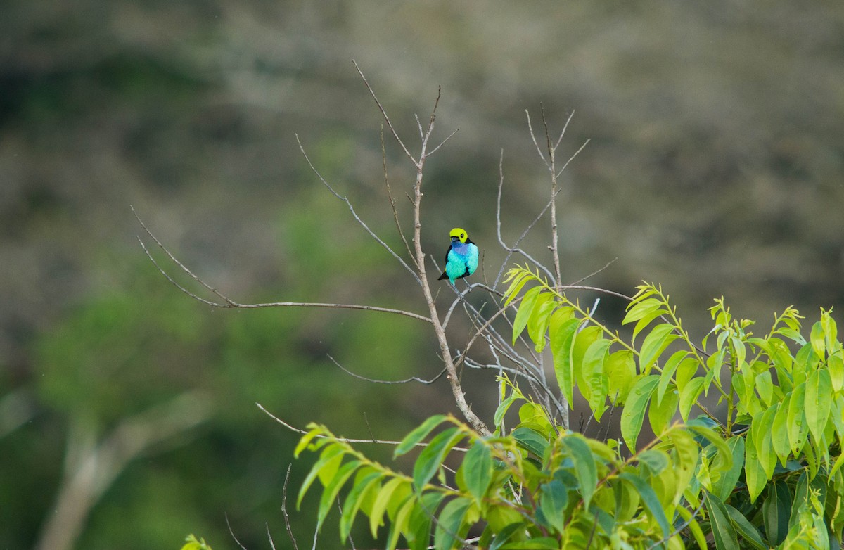 Paradise Tanager - ML640578187
