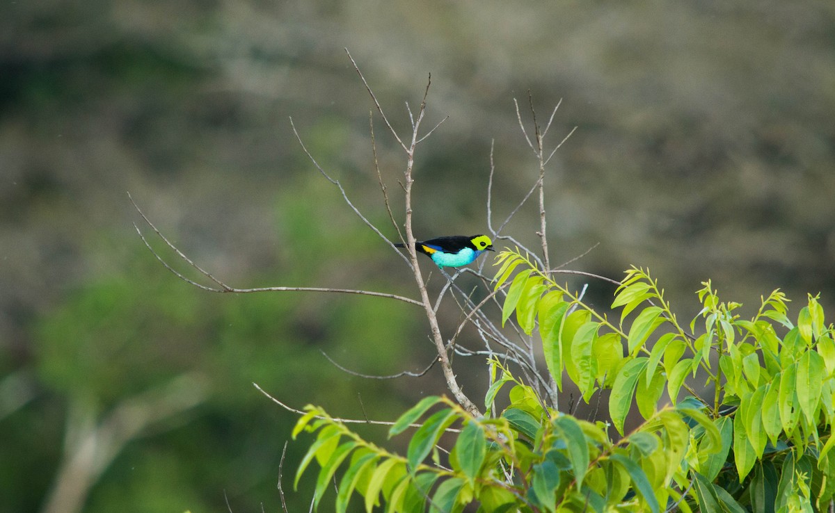 Paradise Tanager - ML640578189