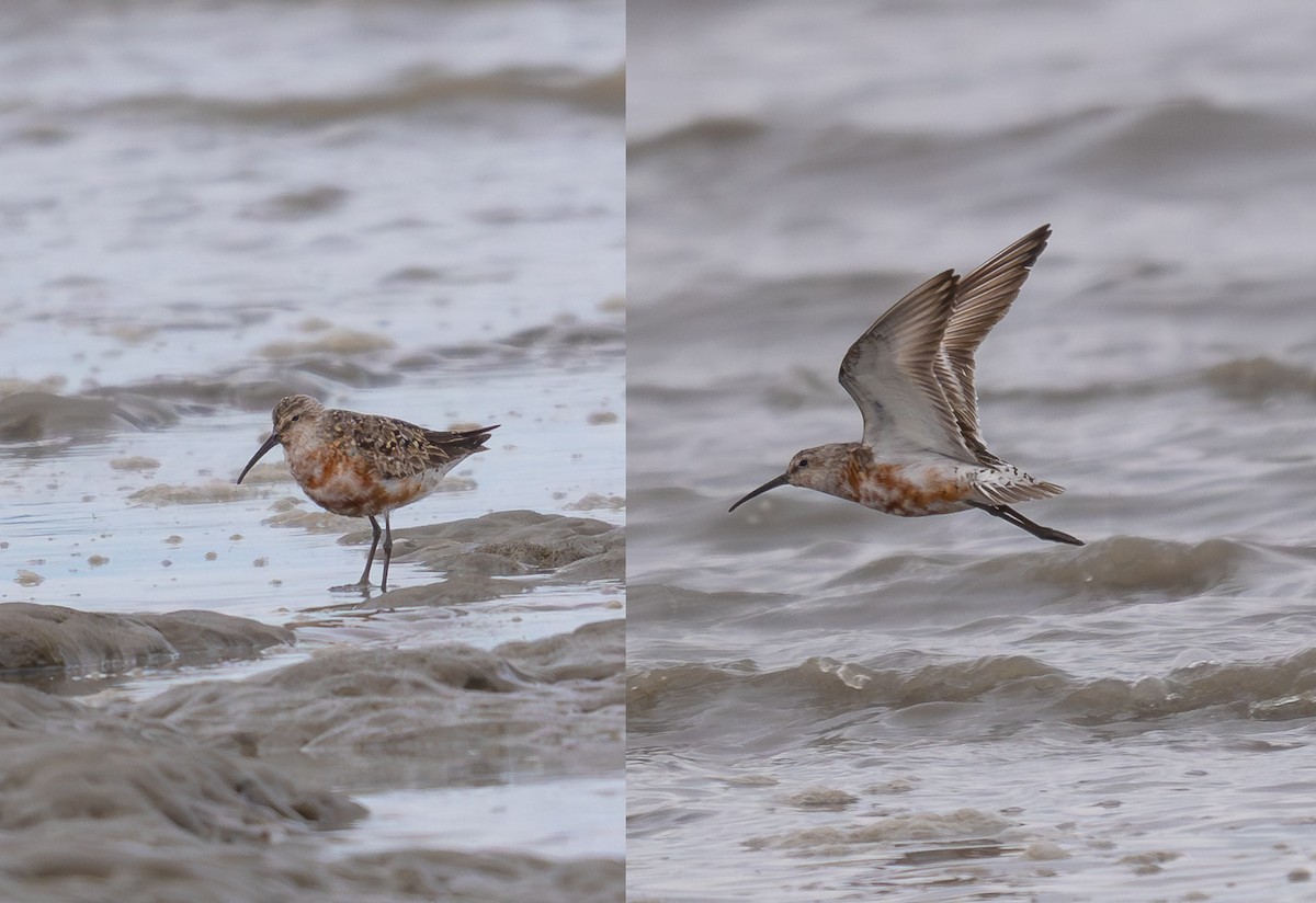 jespák křivozobý - ML640578211