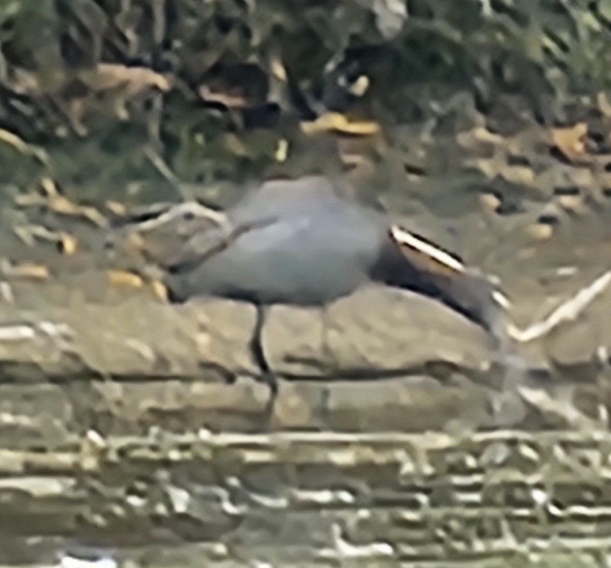 Glossy Ibis - ML640578220