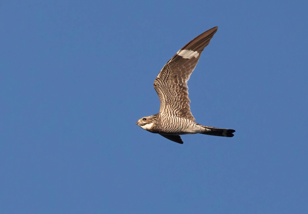 Common Nighthawk - ML640578227