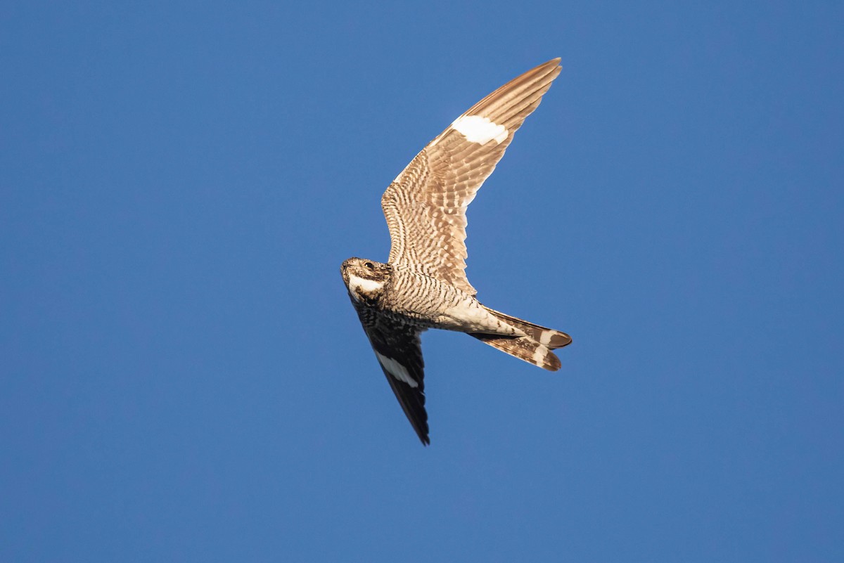 Common Nighthawk - ML640578228