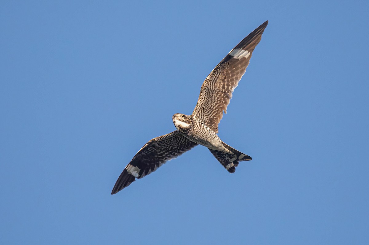 Common Nighthawk - ML640578229