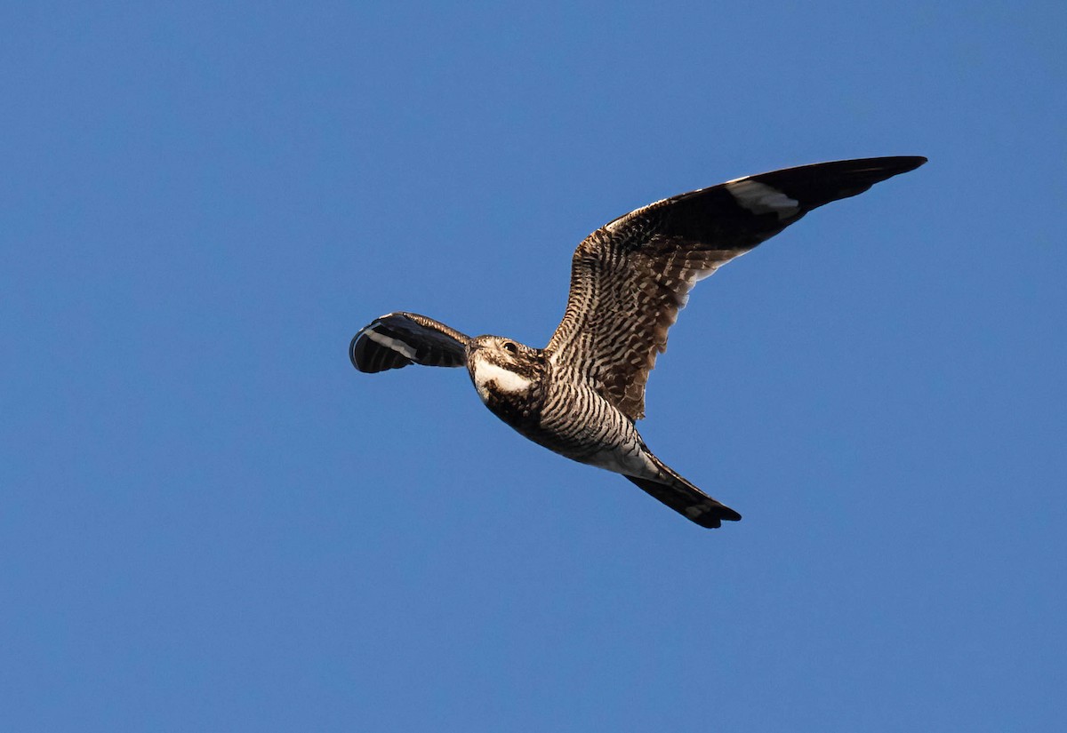 Common Nighthawk - ML640578230