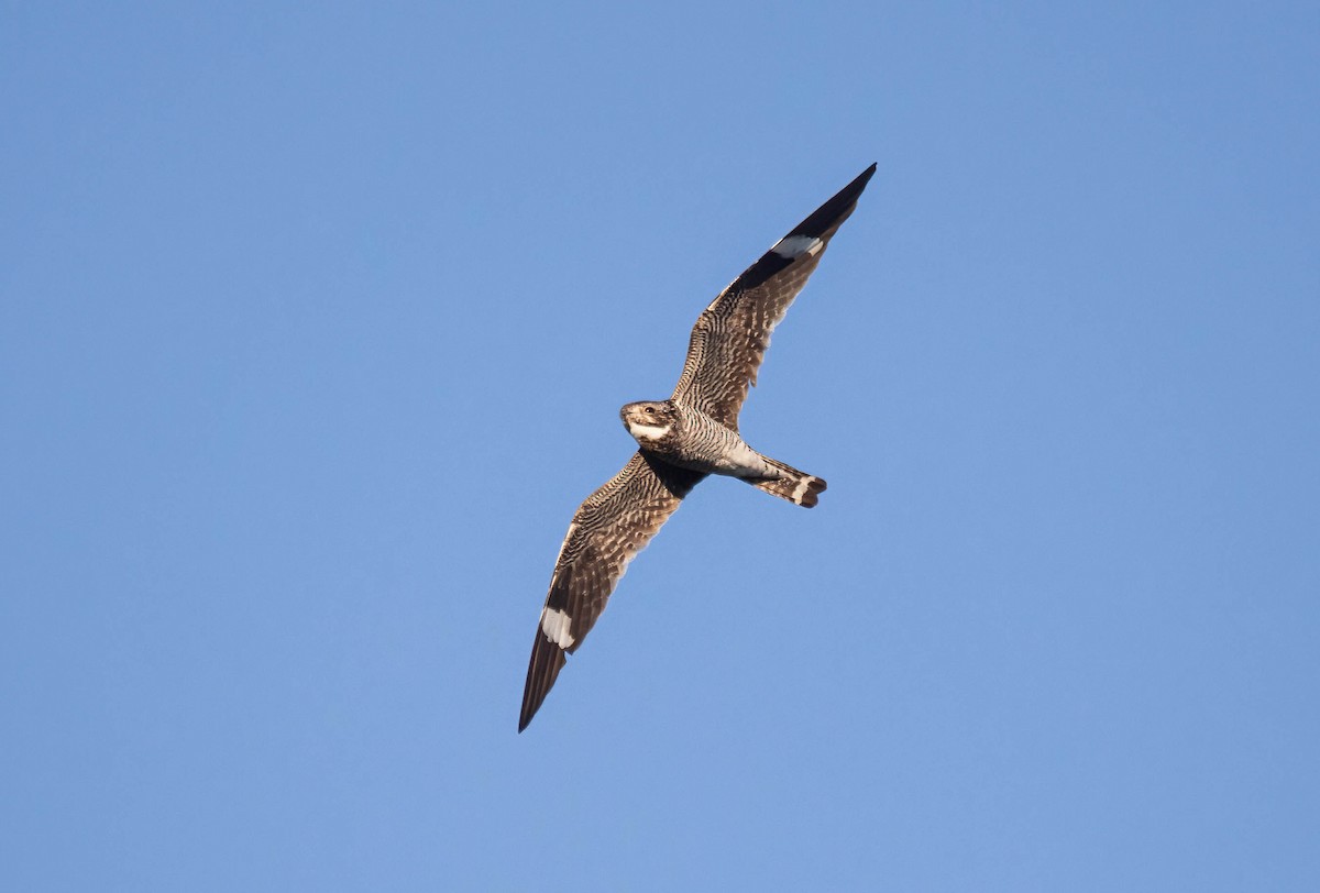 Common Nighthawk - ML640578231