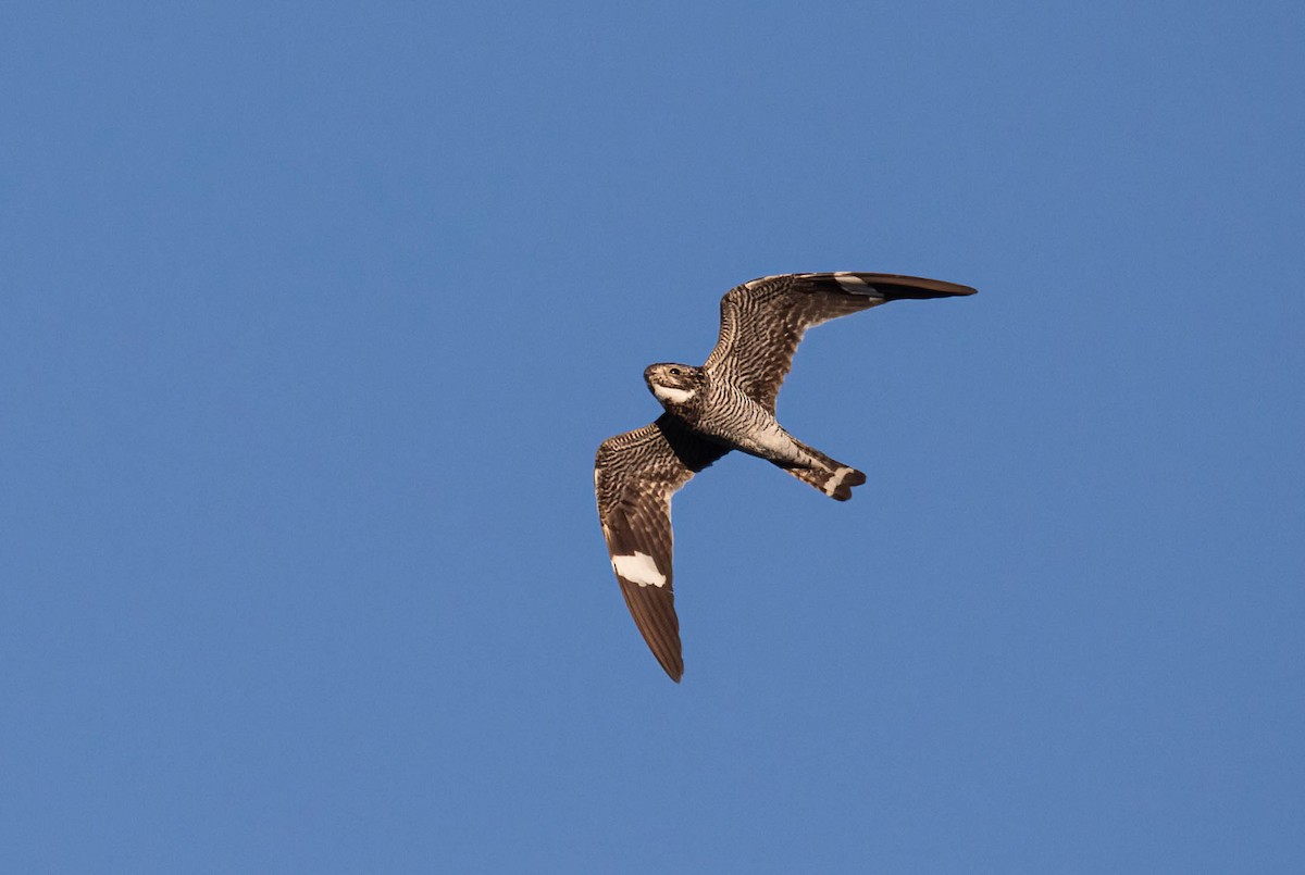 Common Nighthawk - ML640578232