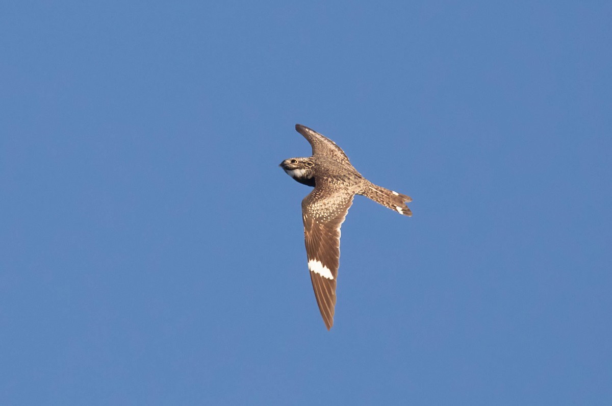 Common Nighthawk - ML640578233