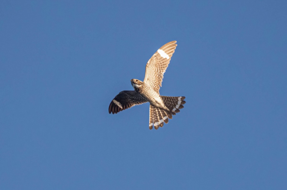Common Nighthawk - ML640578234