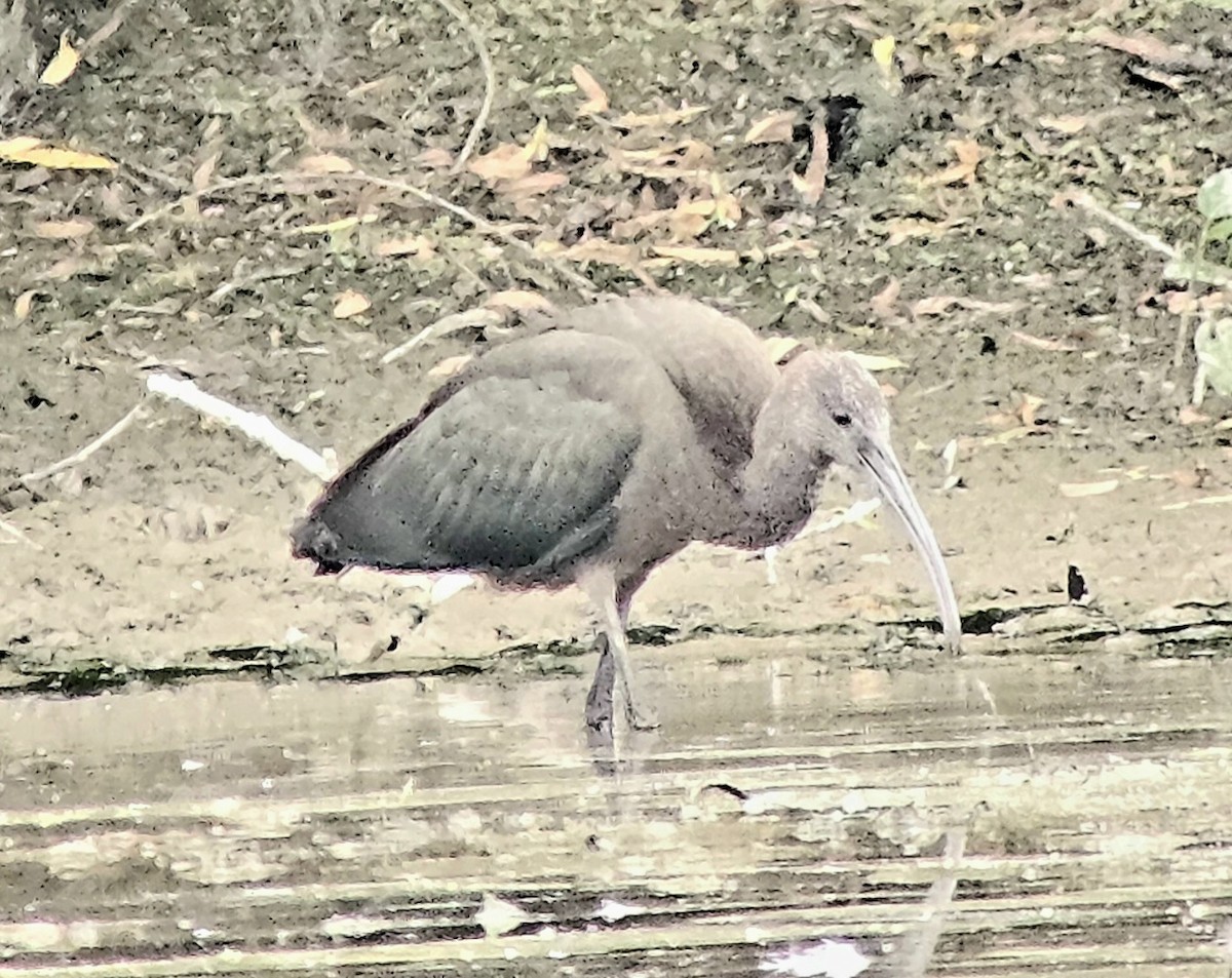 Glossy Ibis - ML640578235