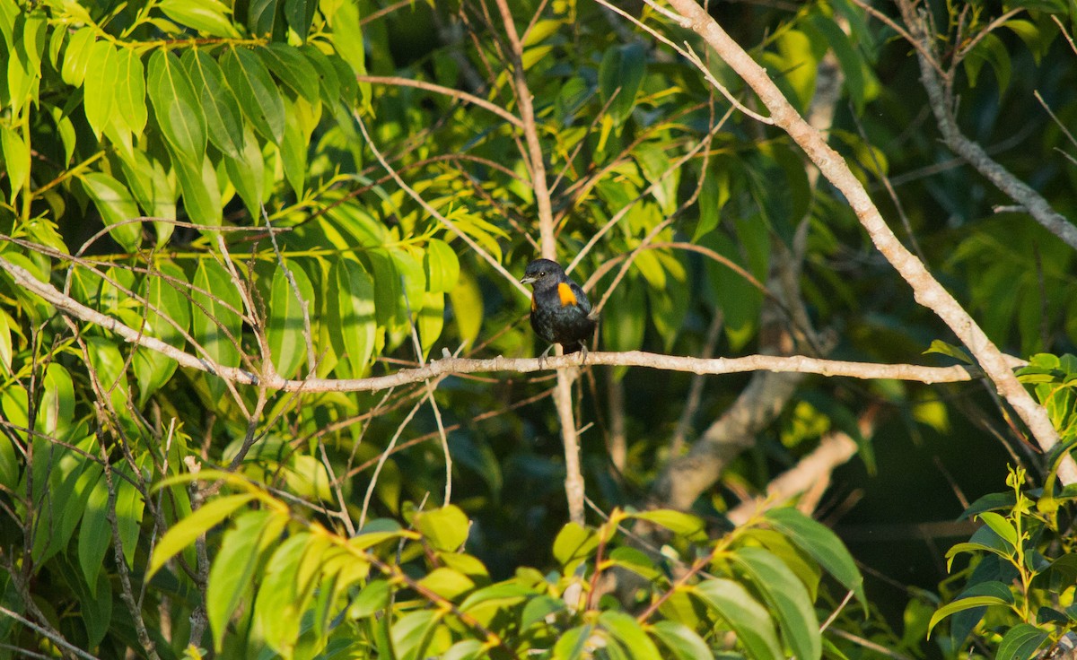 Golden-sided Euphonia - ML640578271
