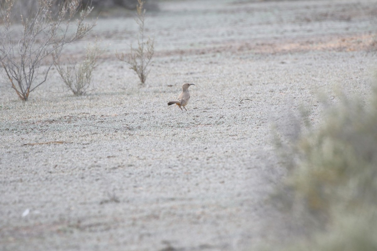 LeConte's Thrasher - ML640578278