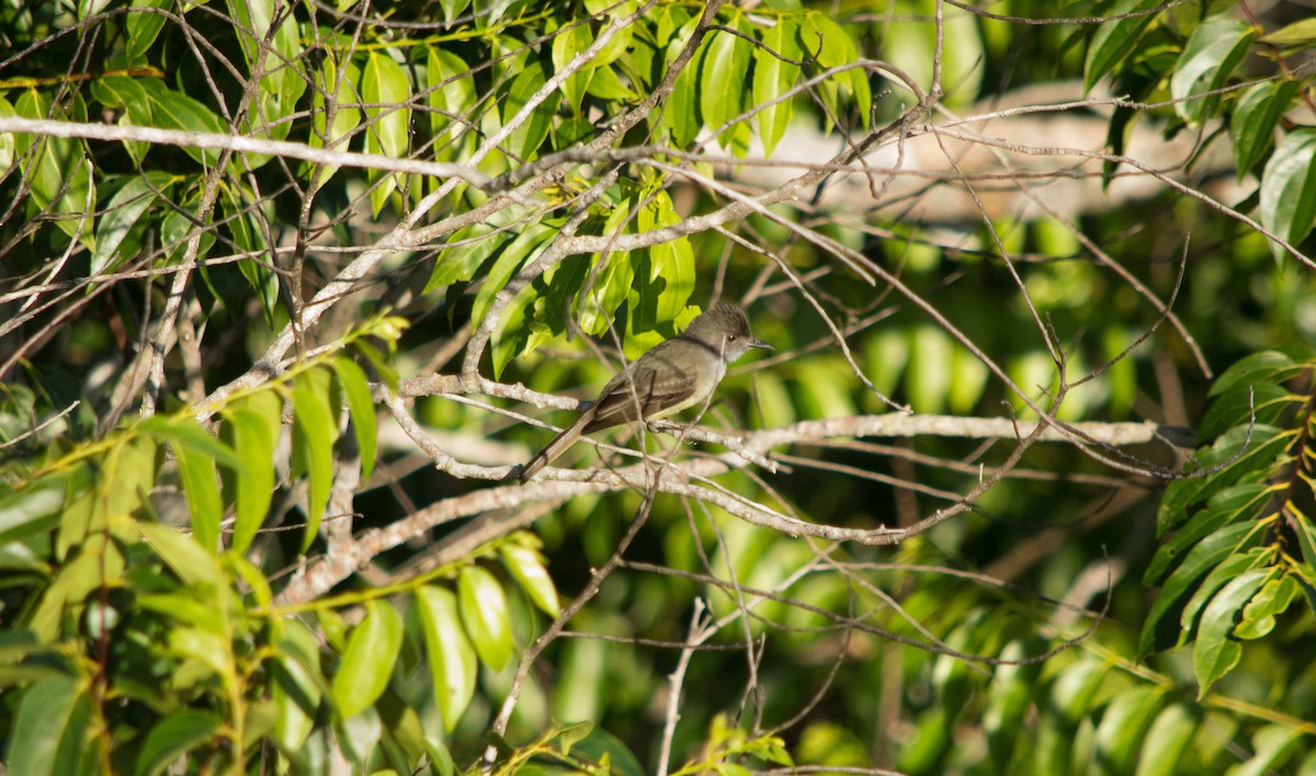 Dusky-capped Flycatcher - ML640578284