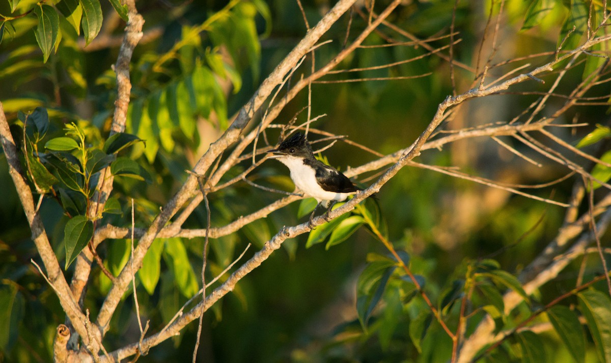 Glossy-backed Becard - ML640578304