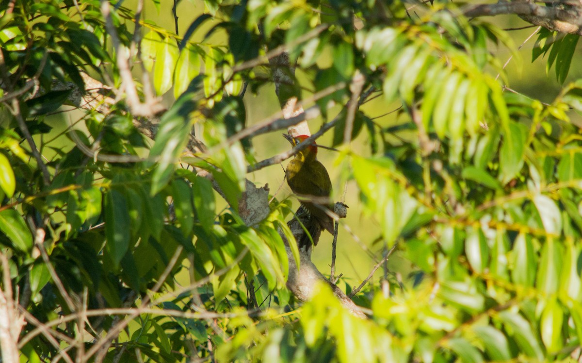 Golden-green Woodpecker (Bar-throated) - ML640578319