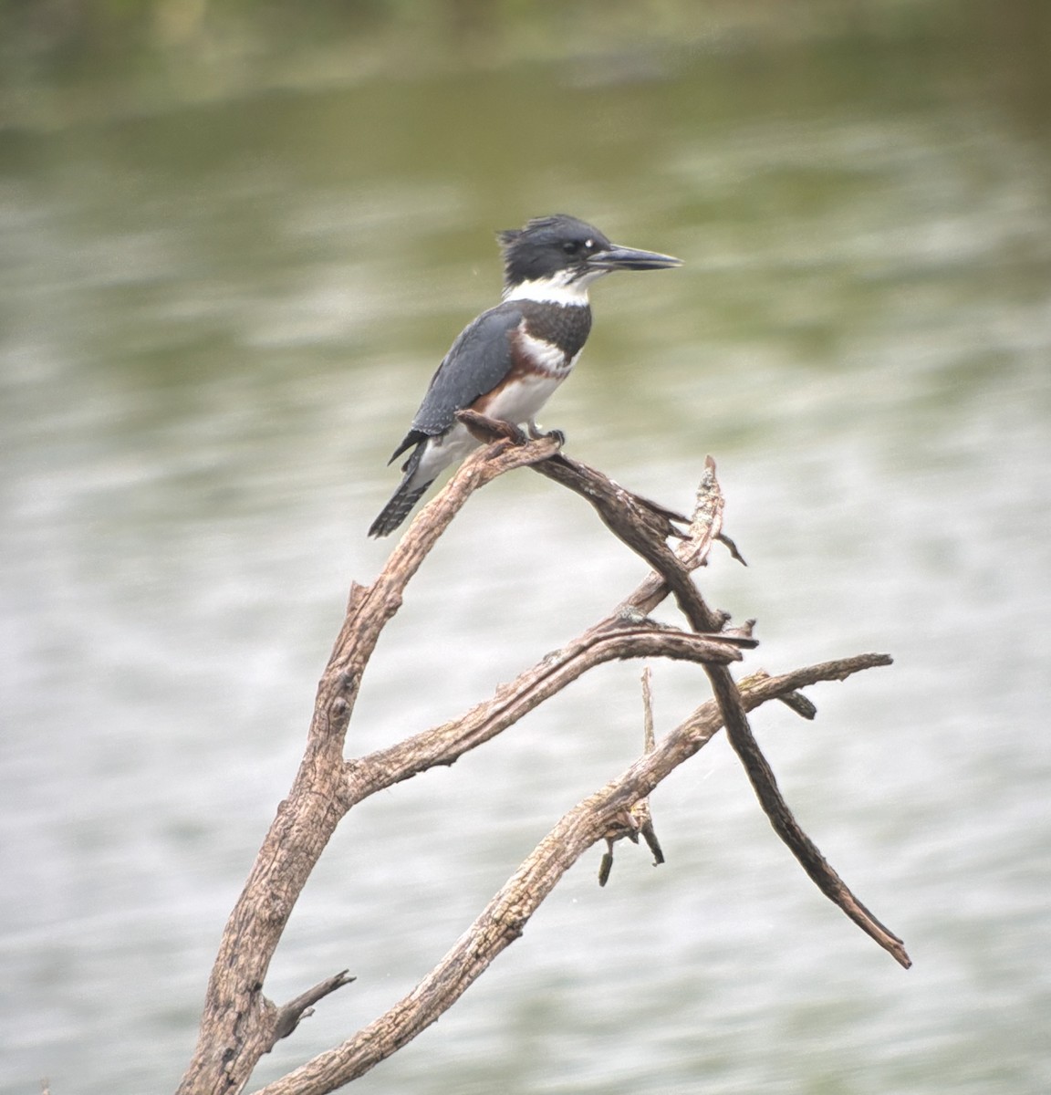 Belted Kingfisher - ML640578379