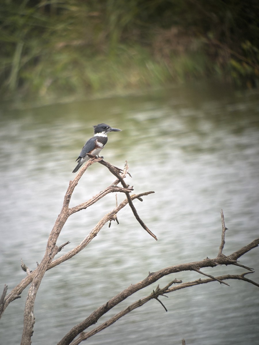 Belted Kingfisher - ML640578380