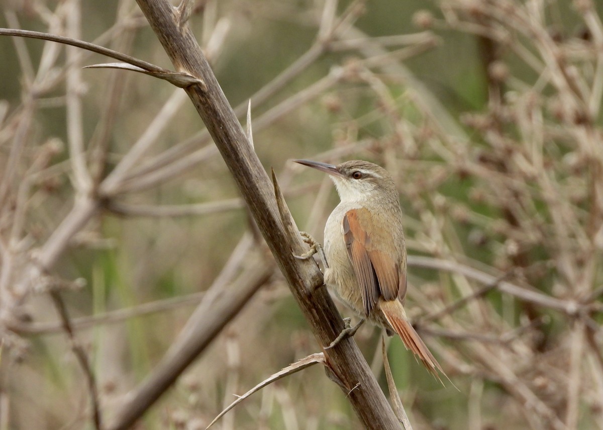 Straight-billed Reedhaunter - ML640578384