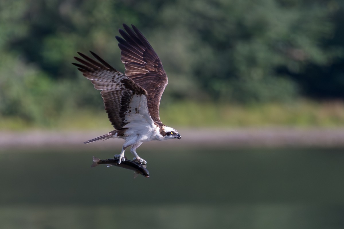 Osprey - ML640578398