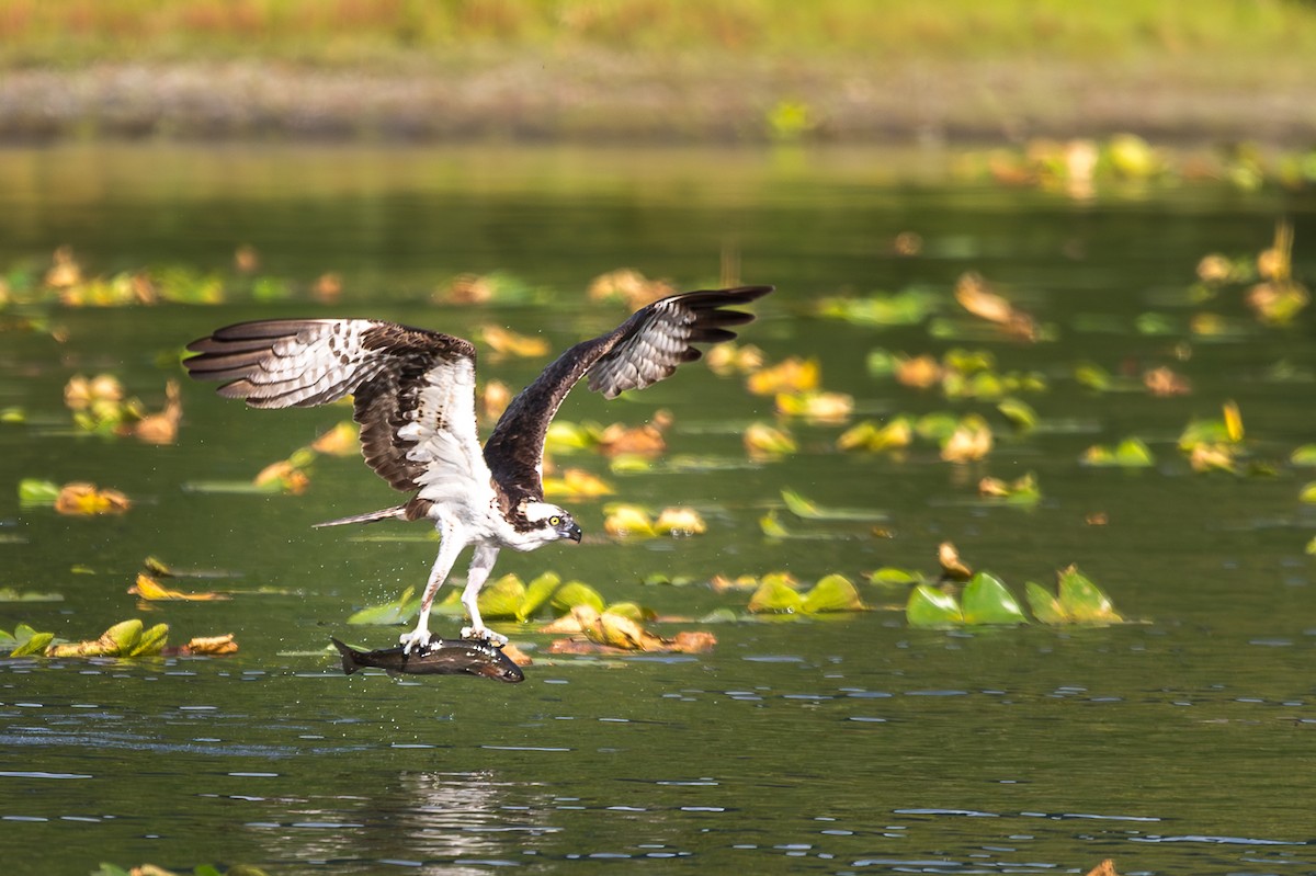 Osprey - ML640578399
