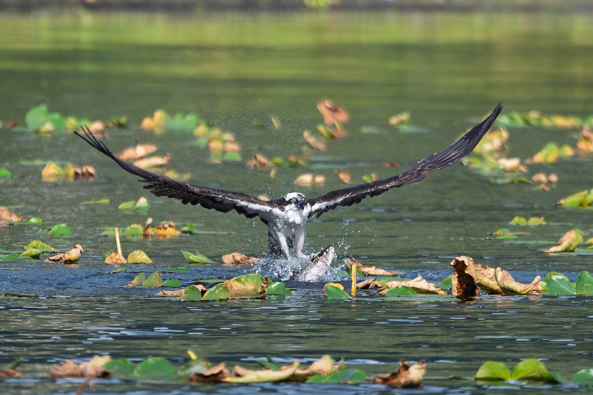 Osprey - ML640578400